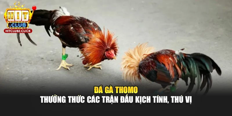 Đá Gà Thomo - Thưởng Thức Các Trận Đấu Kịch Tính, Thú Vị