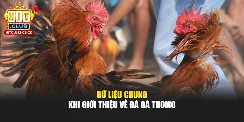 Dữ liệu chung khi giới thiệu về đá gà Thomo