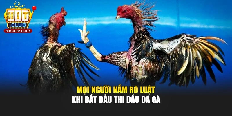 Mọi người nắm rõ luật khi bắt đầu thi đấu đá gà