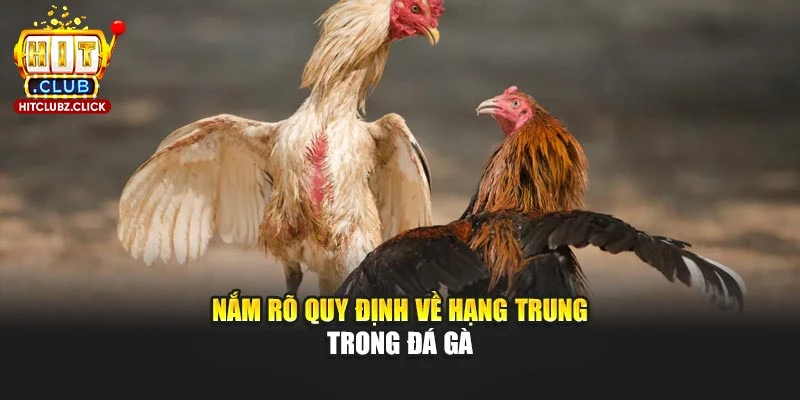 Nắm rõ quy định về hạng trung trong đá gà