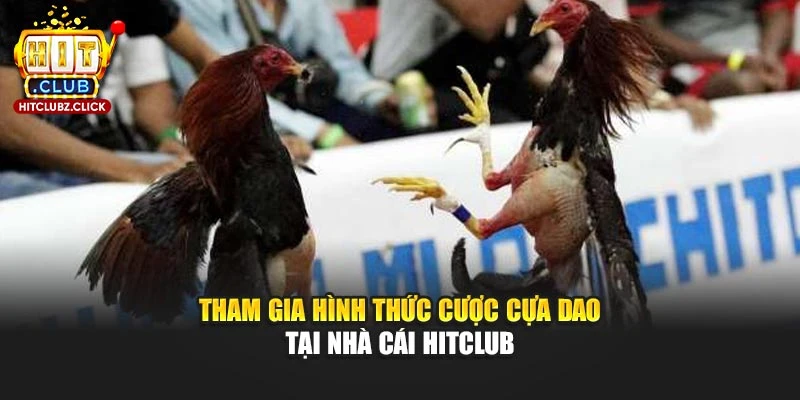 Tham gia hình thức cược cựa dao tại nhà cái Hitclub