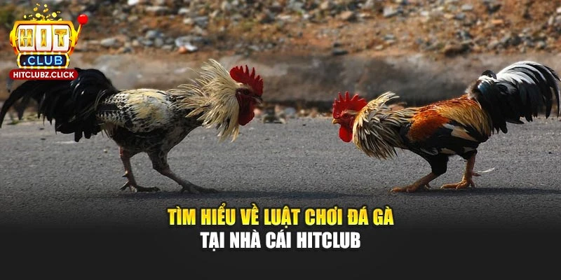 Tìm hiểu về luật chơi đá gà tại nhà cái Hitclub